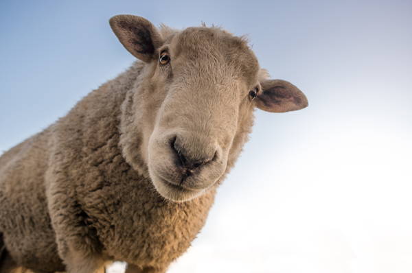 Sheep_168933_01.jpeg