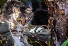 Council probe into curfew-busting cats