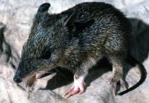 Council saves the bandicoot