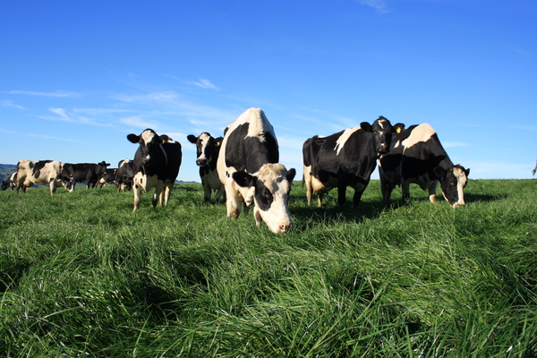 cows_167213_01.jpg