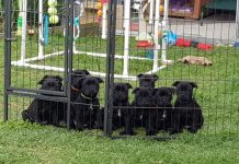 Nine ‘bloody boys’ what a litter