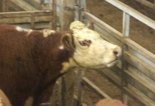 Buyers enjoy solid market