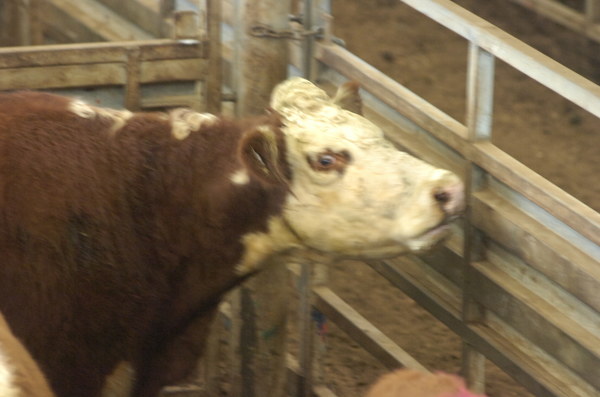 Cows_141461_08.jpg