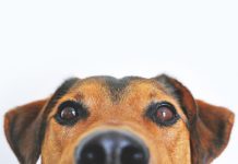 Lobby group to bark for dogs