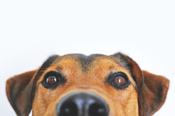 Dog_175014_01.jpeg