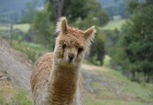 Spit and polish for alpaca stock