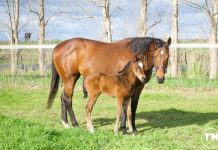 Safe home for horse care