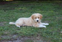 Three… dog friendly parks