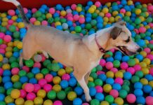 Pet calendar to the rescue