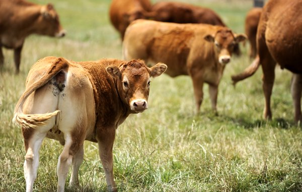 Cows_141461_58.jpg
