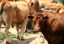 Top end holds its prices