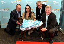Talent abounds at Gippsland greyhound series launch