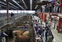 Cameron finds his own path