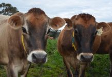 Fonterra’s cash flow