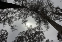 Park rangers on the look out