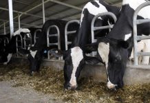 TAFE cuts leave dairy students in limbo