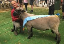 Henty stud wins supreme title