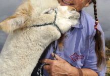 Sharing the joy of alpacas