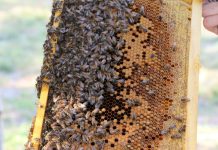 The land of bees and money