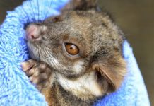 Animal welfare funds available