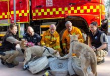 Dingoes treasure CFA trash