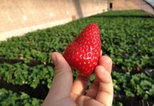 Strawberry farm gets slashed