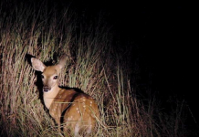 Illegal hunters put on notice