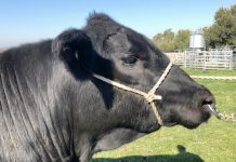 Dressed to impressed