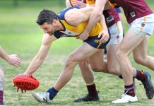 Hawks soar in Chewy’s milestone game