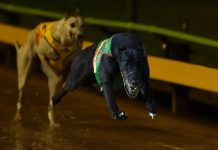 Young guns to fire in St Leger