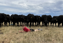 Bulls to sell on farm