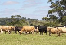 Greenhouse gas emissions on dairy farms: What’s in it for me?