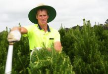 Christmas among the trees