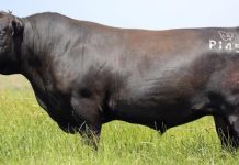 Outstanding sons from one of Australia’s most popular sires on offer