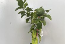 Shortcutting fruit fly control with dwarf trees