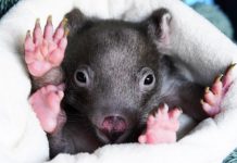 Calls to be mindful of wildlife this winter