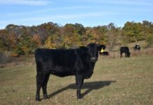 Maintenance phase for Australian beef producers, according to pulse survey