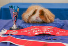 Glamour world of guinea pigs