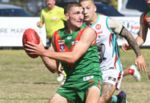 Calm and composed Seagulls