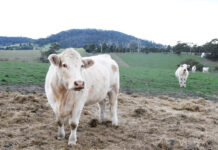 Micro abattoirs freed for local farmers