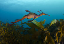 Magic beneath the mud: Sheree Marris dives into Western Port wonders