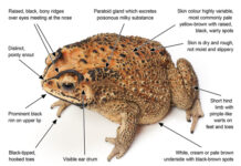 Travellers urged to check luggage for hitchhiking toads