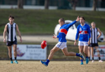 Rosellas fly over Bulldog hurdle