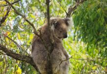 Saving local koalas