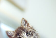 Heartbroken owner loses kitten despite heroic efforts to save him