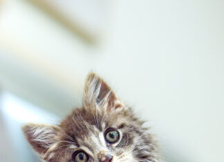 Heartbroken owner loses kitten despite heroic efforts to save him