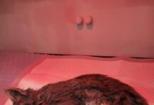 Single mum struggles as insurer denies vet bill for sick kitten