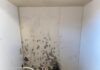 Mould in rental plagues Casey family