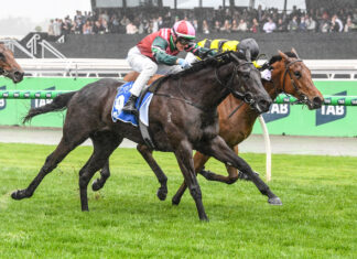 Time for a dip with Calamari