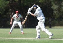 Bears out of the woods